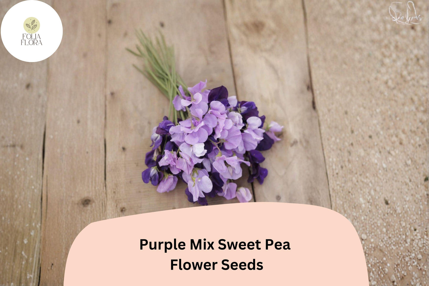 50+ Purple Mix Sweet Pea Seeds | Assorted Purple Shades Climbing Flower for Garden Trellis | Lathyrus odoratus