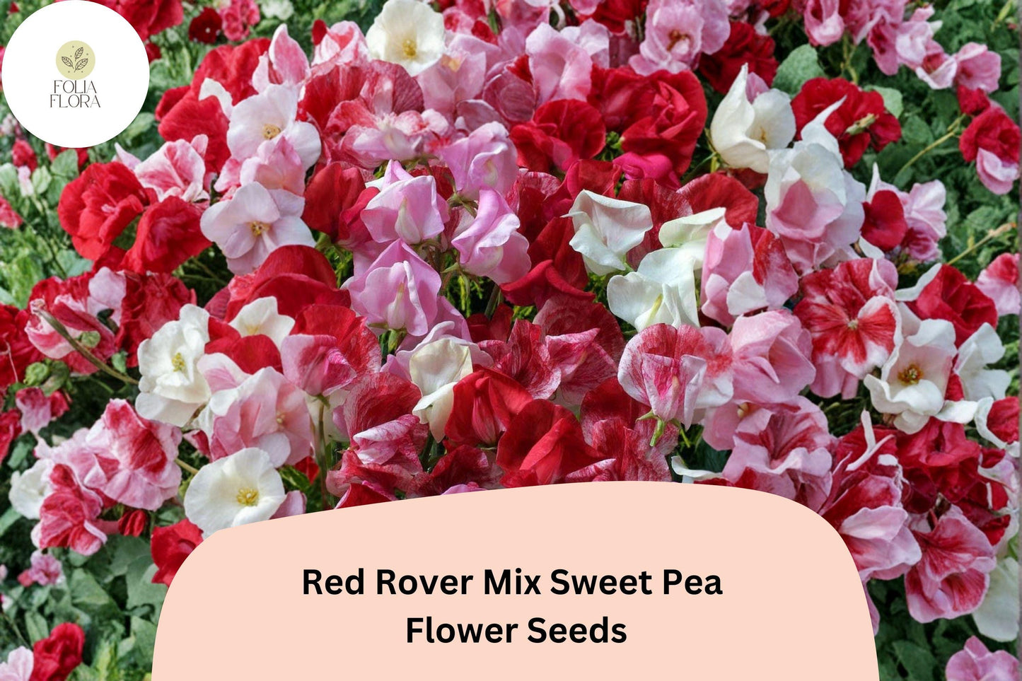 Red Rover Sweet Pea Seeds | Climbing Garden Flowers in Mixed Red Tones | Lathyrus odoratus