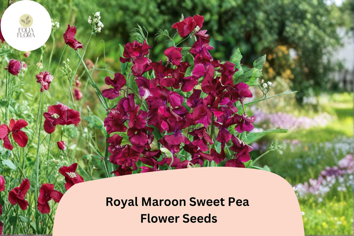 Royal Maroon Sweet Pea Seeds | Climbing Vine with Deep Burgundy Flowers | Lathyrus odoratus