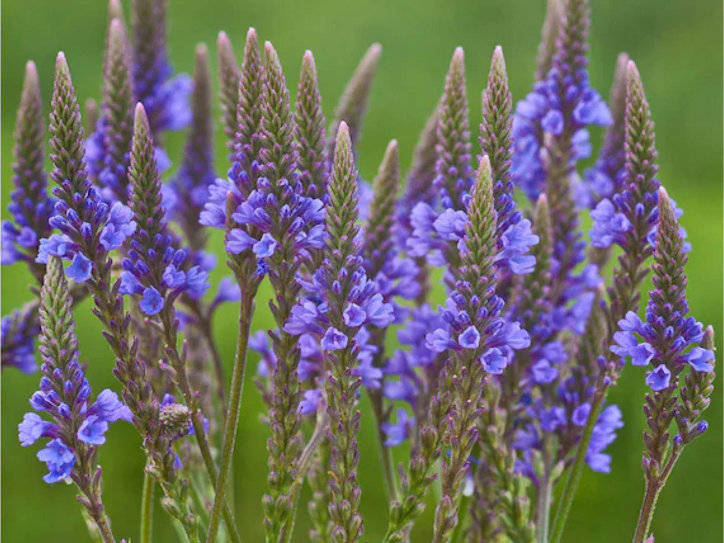 Verbena hastata Seeds – Blue Vervain Native Wildflower Pollinator Plant, Perennial, 100 Seeds