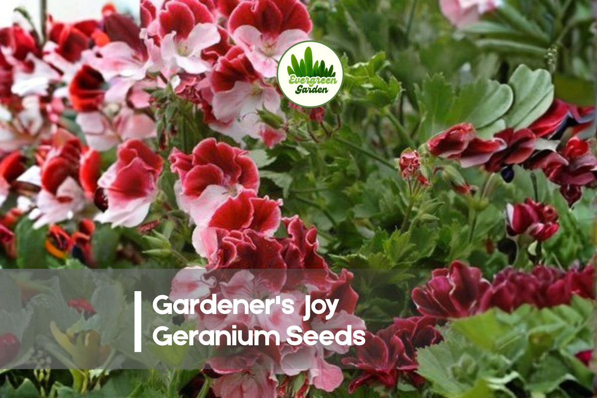 25+ Gardener's Joy Geranium Seeds, Pelargonium spp., Bright Pink & Red Blooms, Easy to Grow for Garden Beds & Containers