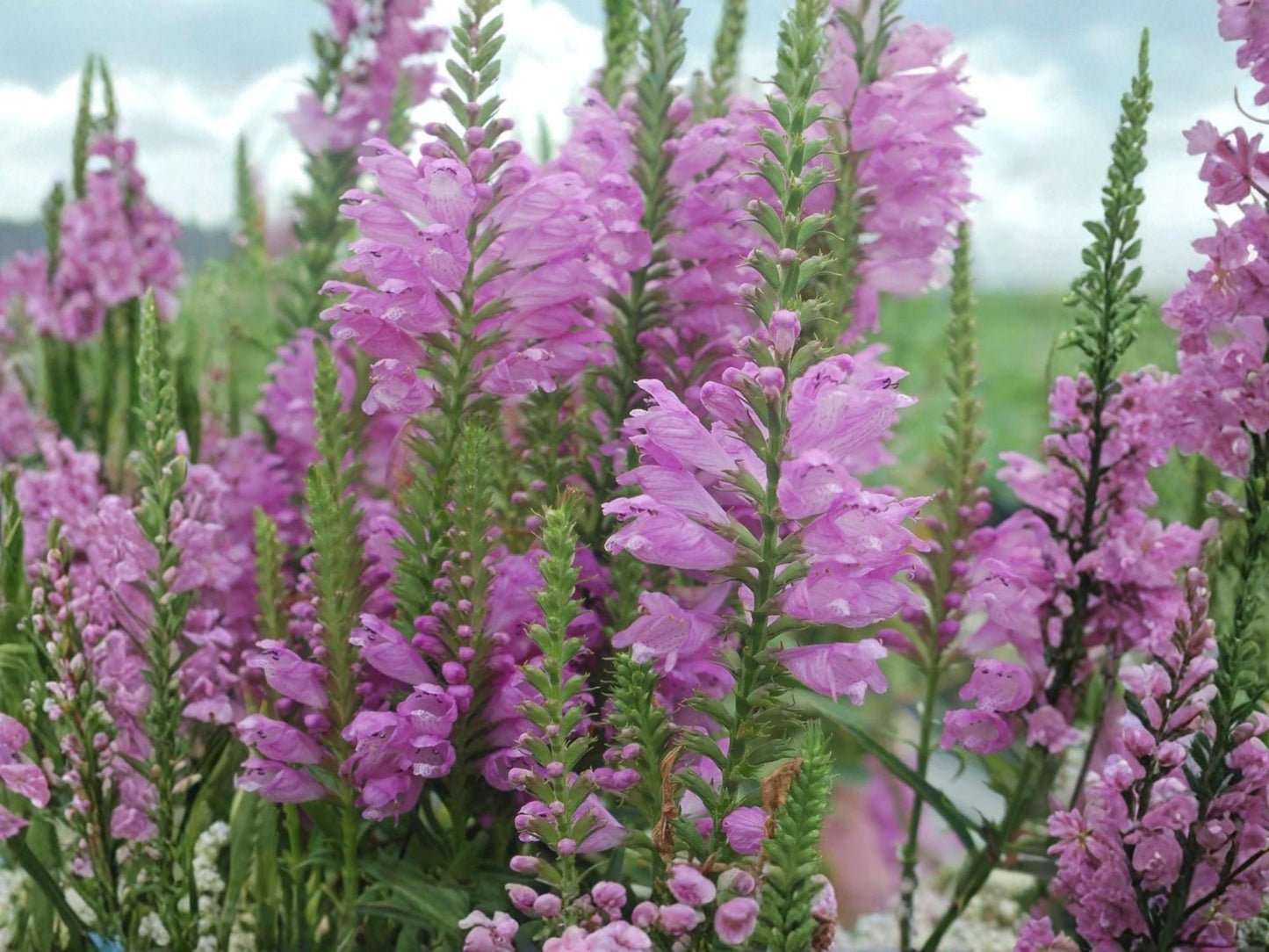 Obedient Plant Seeds – Physostegia virginiana – Native Perennial Wildflower – Pink to Lavender Flowers – 50 Seeds