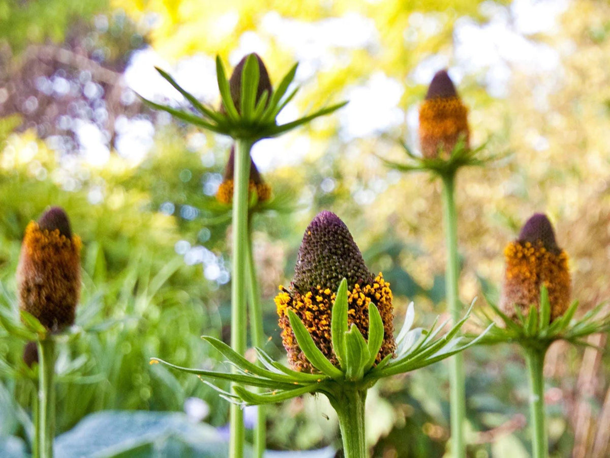 Rudbeckia occidentalis Seeds – Western Coneflower Native Wildflower for Gardens & Meadows (75 Seeds)