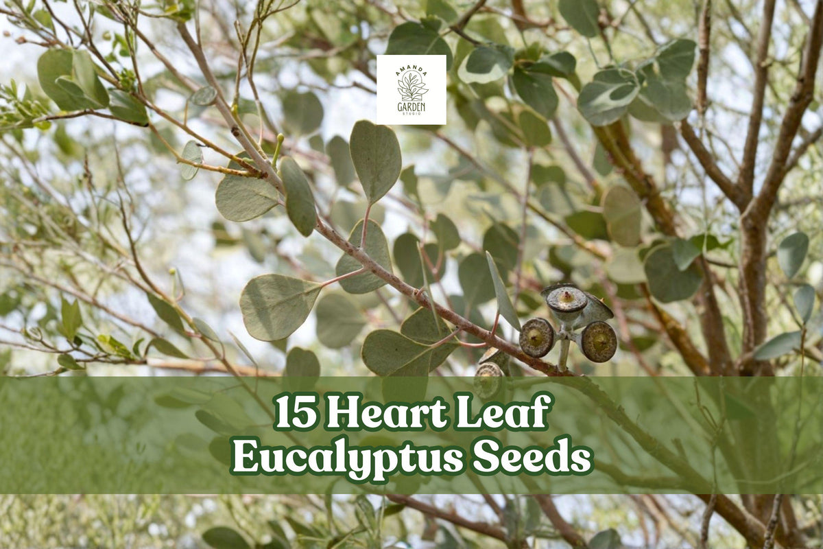 Heart Leaf Eucalyptus Seeds - Eucalyptus websteriana for Ornamental Landscaping and Foliage Planting