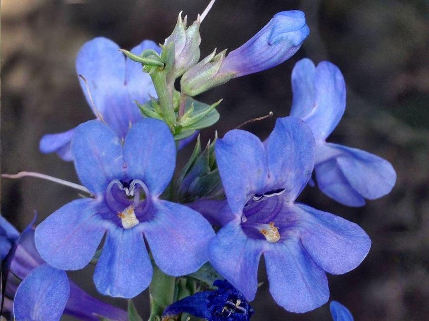Penstemon Acuminatus Seeds – Sand Penstemon Wildflower, Blue to Purple, Perennial Garden Flower, 50 Seeds
