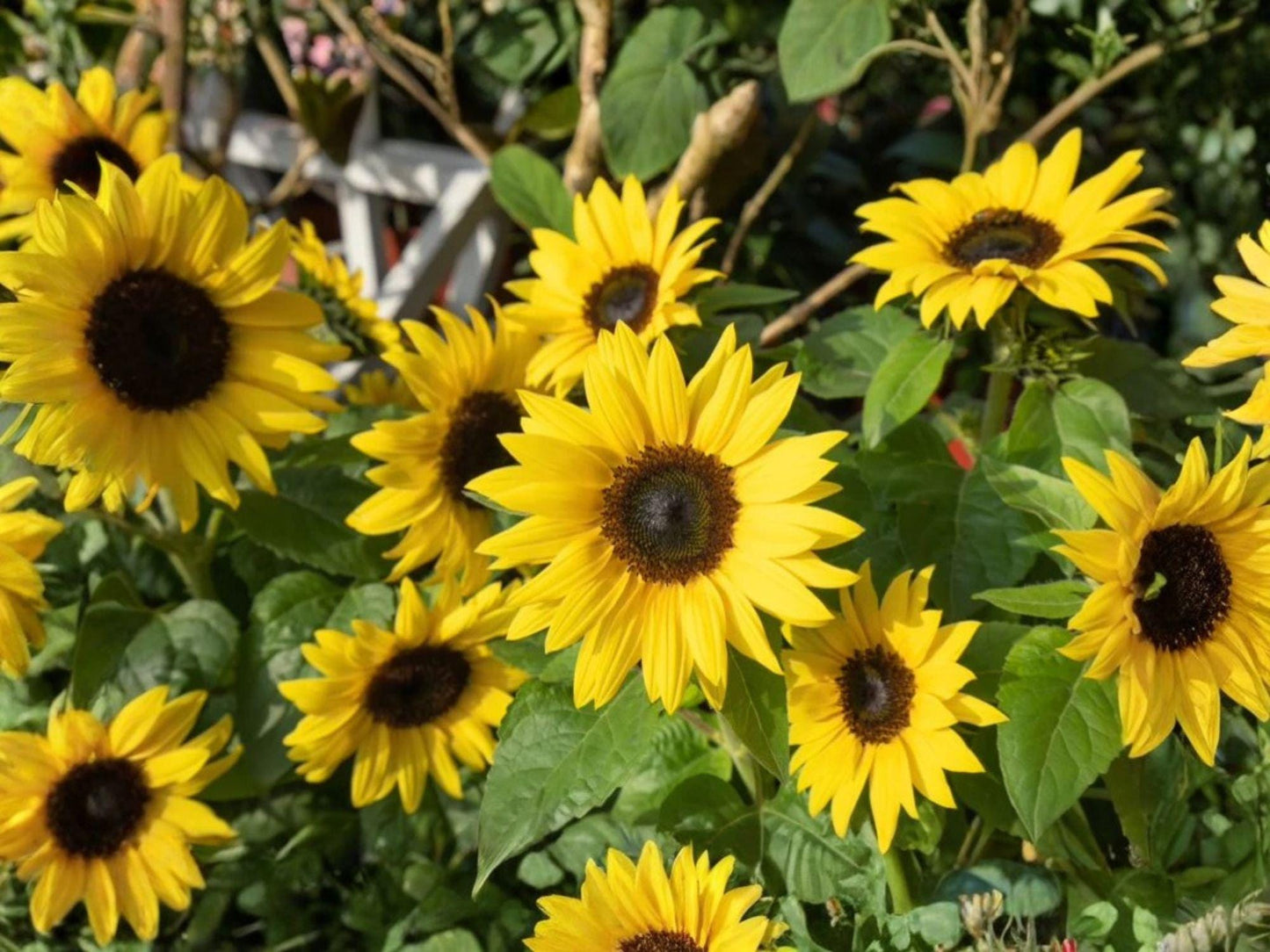 Sunspot Dwarf Sunflower Seeds | Helianthus annuus | Bright Yellow Compact Flower for Garden & Containers