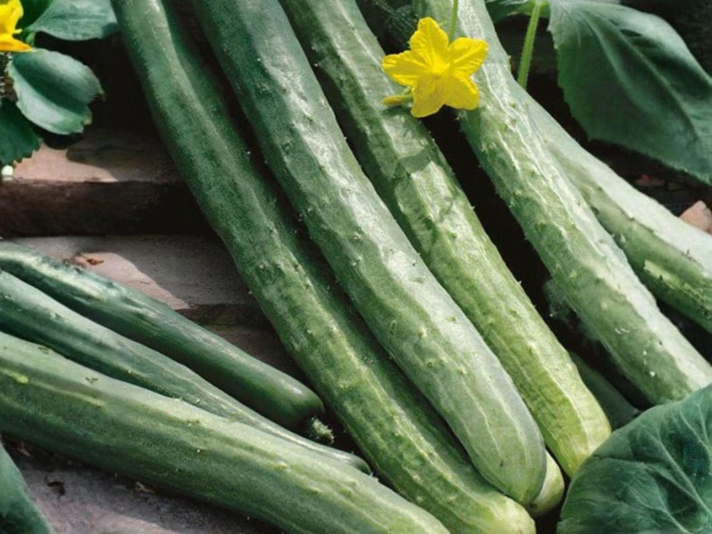 Chinese Snake Cucumber Seeds – Long Curved Vegetable, Vining Green Cucumber, 10 Seeds for Home Garden Planting