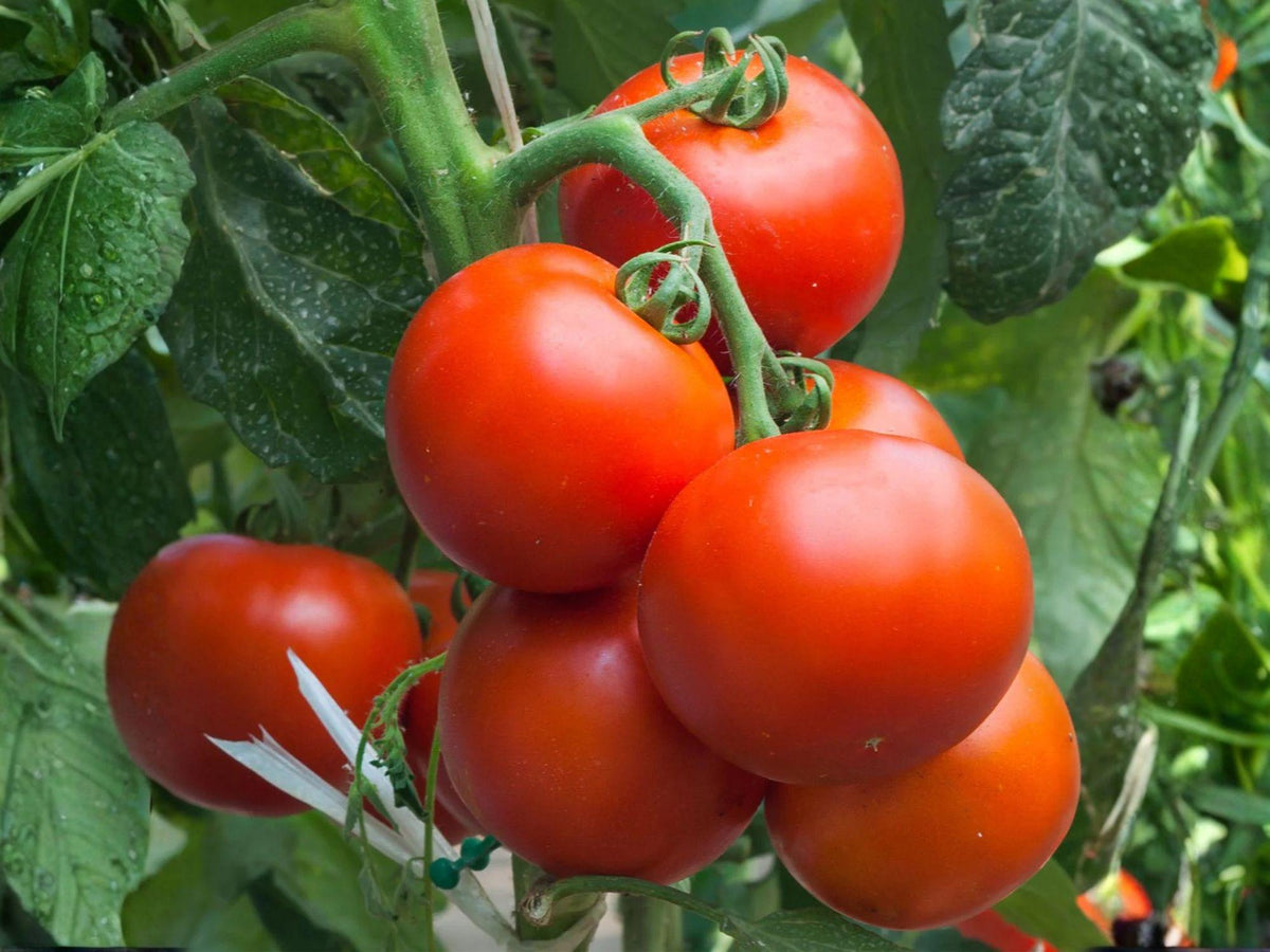 Super Sioux Tomato Seeds - Heirloom Heat Tolerant Red Slicer Vegetable Seeds, 30 Count