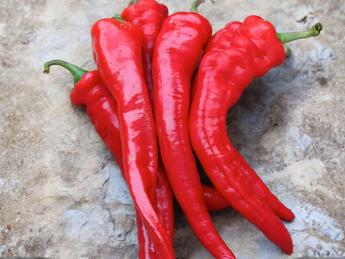 Hatch Rattlesnake Pepper Seeds – Hot Southwestern Chili, 25 Seeds, Green to Red, Vegetable, Capsicum annuum