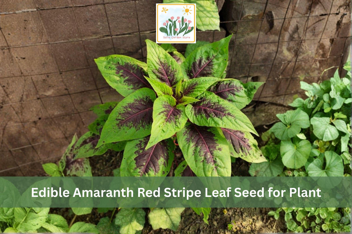Red Stripe Leaf Amaranth Seeds | Edible Red Beauty Tricolor | Ornamental & Vegetable | Amaranthus tricolor, 500 Seeds