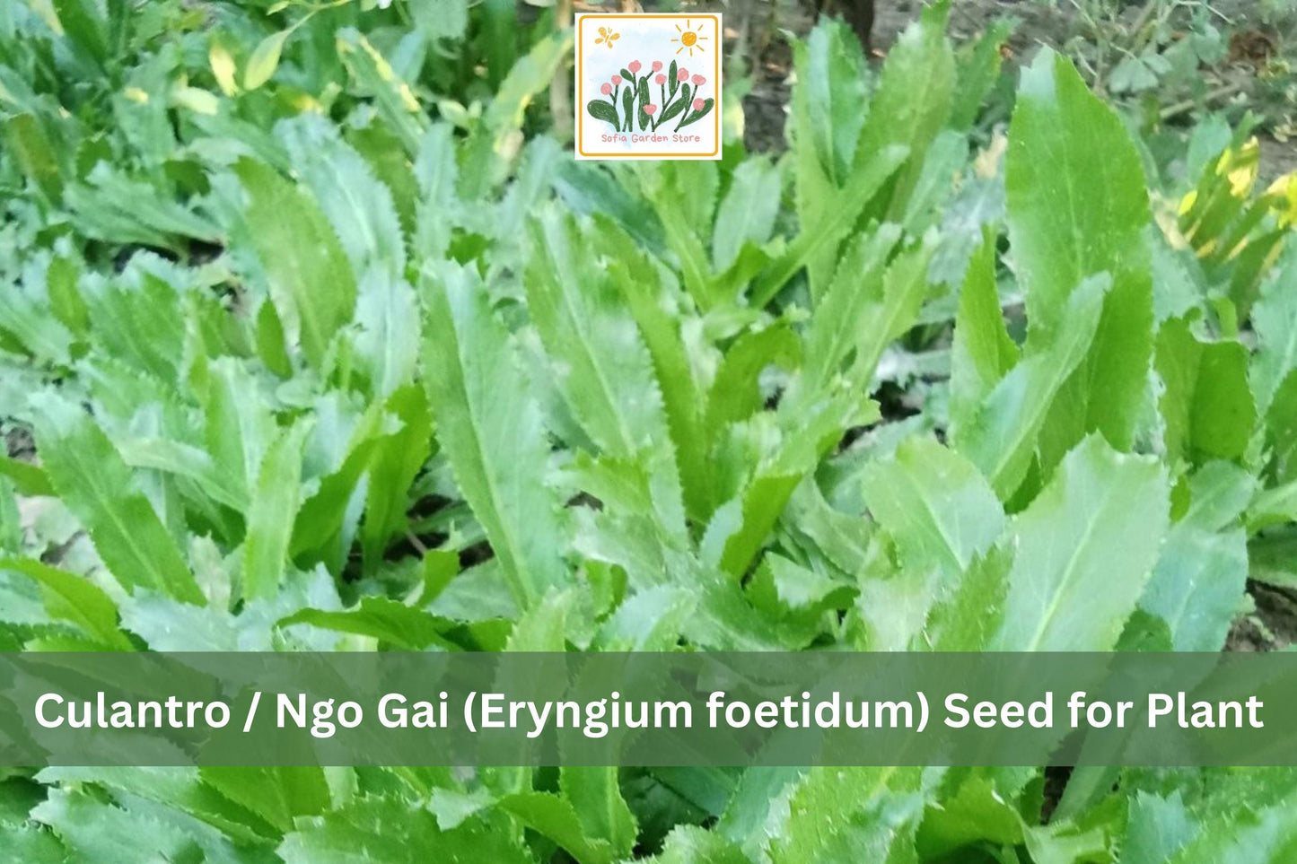 100 Culantro Seeds Ngo Gai Recao Herb Eryngium foetidum for Culinary Use, Vietnamese, Caribbean, Thai Cooking