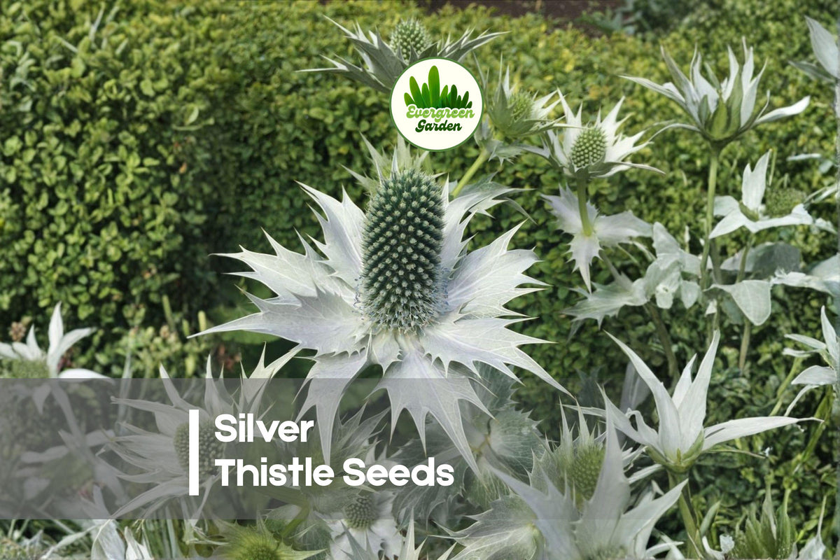 Silver Thistle Seeds - 200+ Carlina acaulis Ornamental Perennial with Silver Foliage and Golden Center Blooms for Rock Gardens and Borders