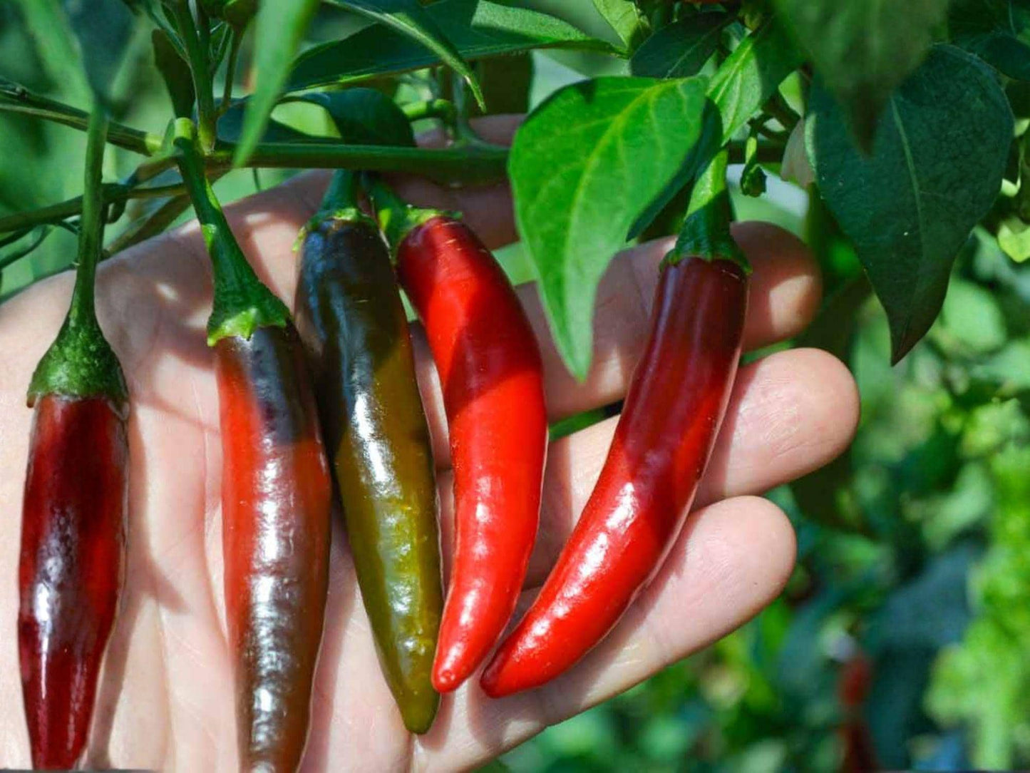 Serrano Tampiqueño Pepper Seeds – Heirloom Hot Chili, 25 Seeds – Vegetable Seed for Salsas & Cooking
