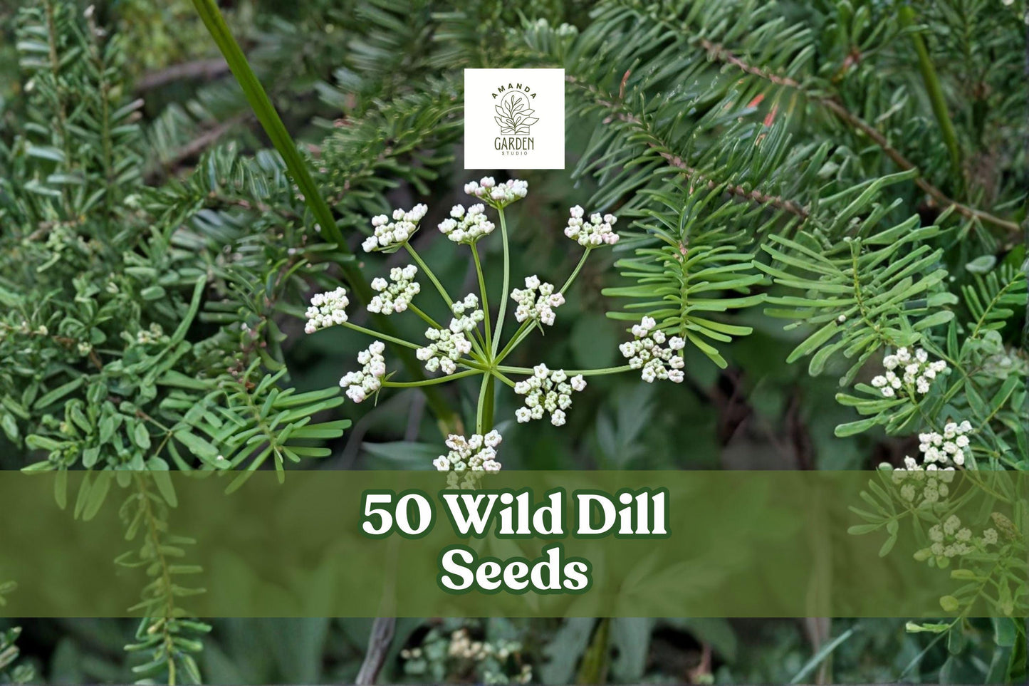 Wild Dill Seeds – Perideridia americana, Native Perennial Herb, White Flowers, Seasonal Growth, Planting Seeds