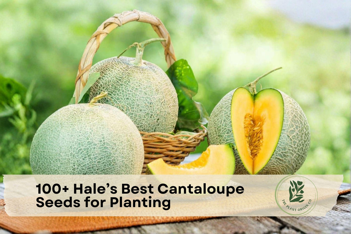 Hale’s Best Cantaloupe Seeds - Heirloom Melon Variety for Outdoor Gardens - Cucumis melo