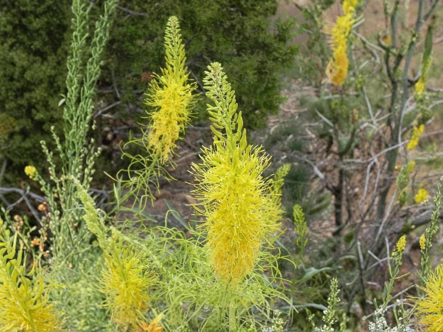 Prince’s Plume Seeds – Native Western Wildflower – Drought Tolerant Perennial – Bright Yellow Flowers – Stanleya pinnata – 40 Seeds