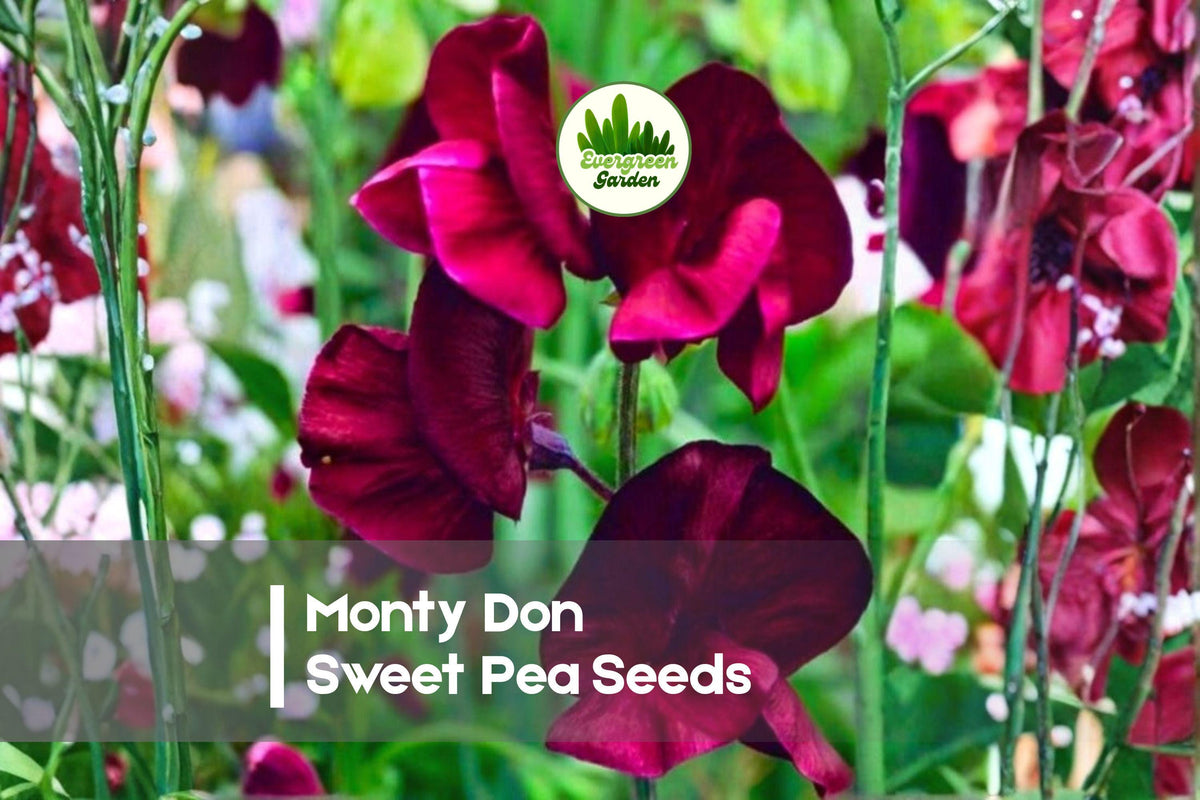 50+ Monty Don Sweet Pea Seeds, Fragrant Pastel Blooms, Climbing Vine, Lathyrus odoratus, Annual Flower Seeds