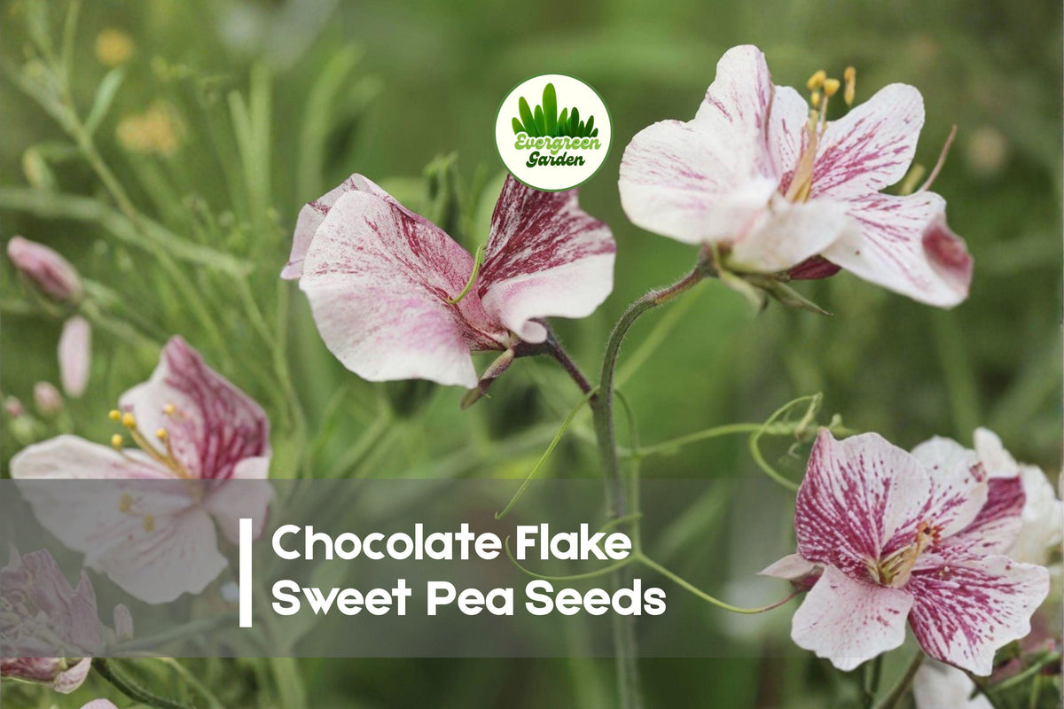50+ Chocolate Flake Sweet Pea Seeds | Climbing Flowering Annual with Marbled Chocolate, Cream & Burgundy Blooms | Lathyrus odoratus