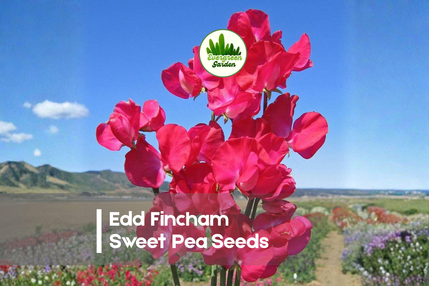 Edd Fincham Sweet Pea Seeds – 50+ Premium Lathyrus odoratus Climbing Vines for Cut Flowers & Garden Trellises