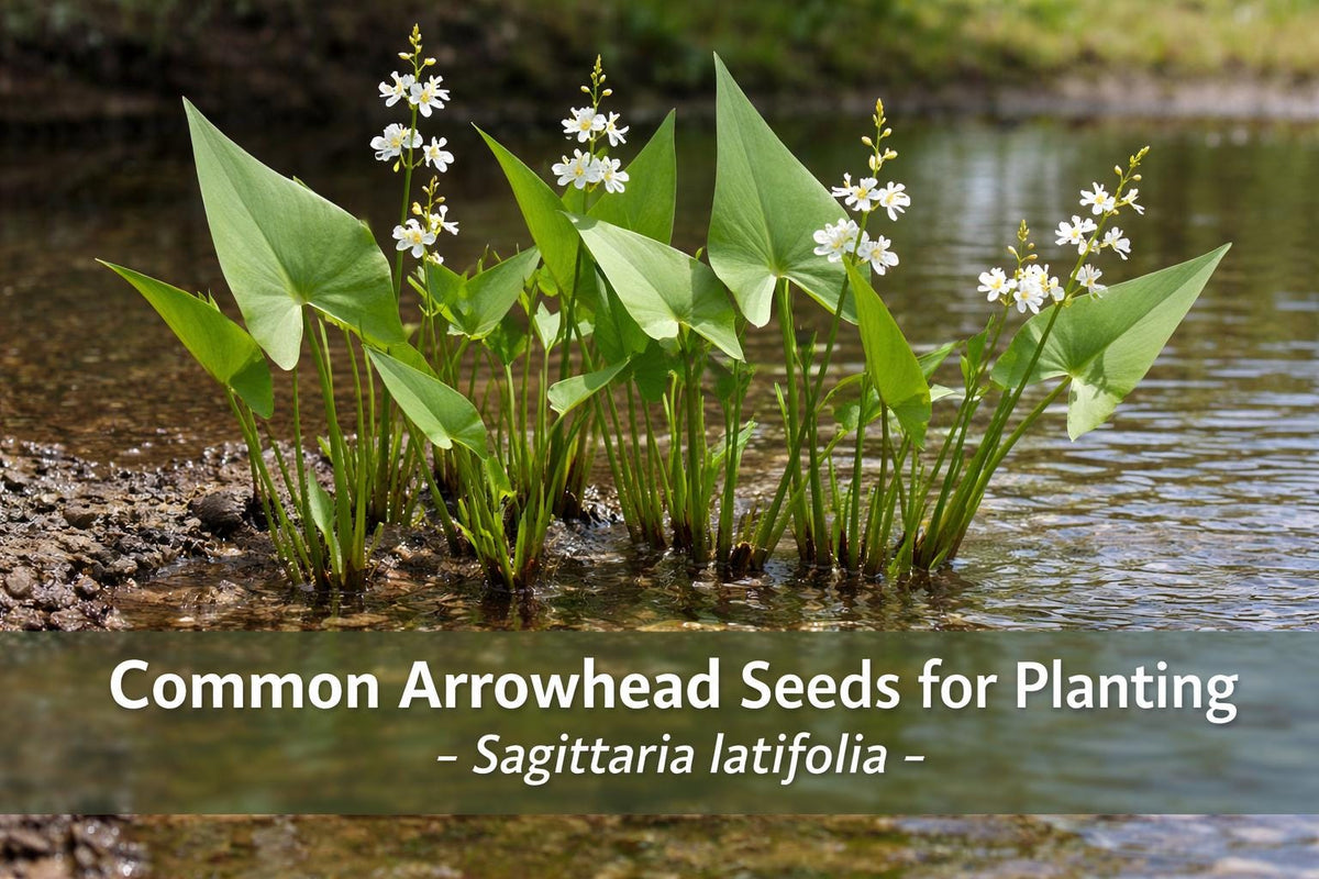 Common Arrowhead Seeds for Planting | Sagittaria latifolia | Native Aquatic Perennial for Ponds & Wetlands