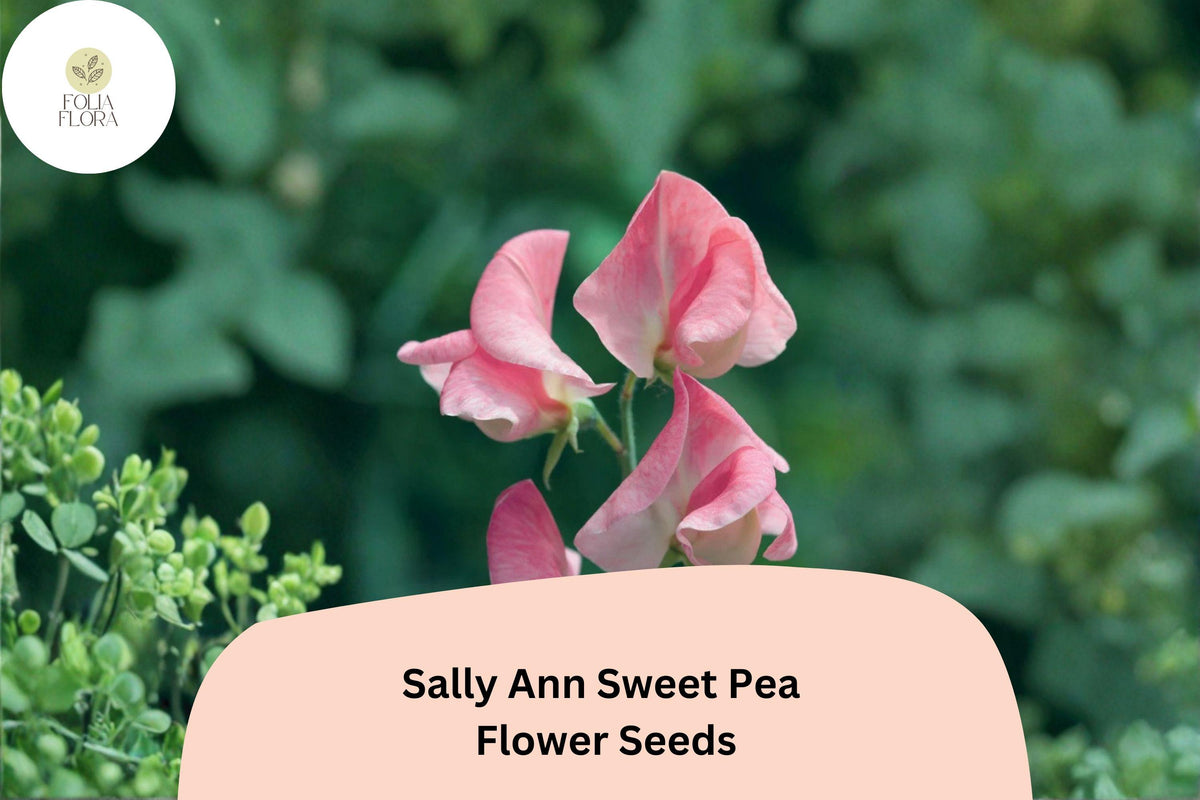 50+ Sally Ann Sweet Pea Seeds | Climbing Pink and Cream Flowers | Lathyrus odoratus ‘Sally Ann’ | Heirloom Garden Vine