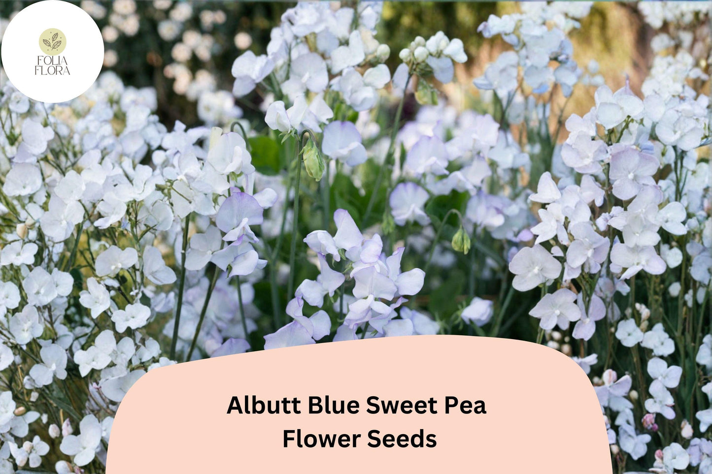Albutt Blue Sweet Pea Seeds | Lavender-Blue Climbing Flowers for Trellis & Garden | Lathyrus odoratus