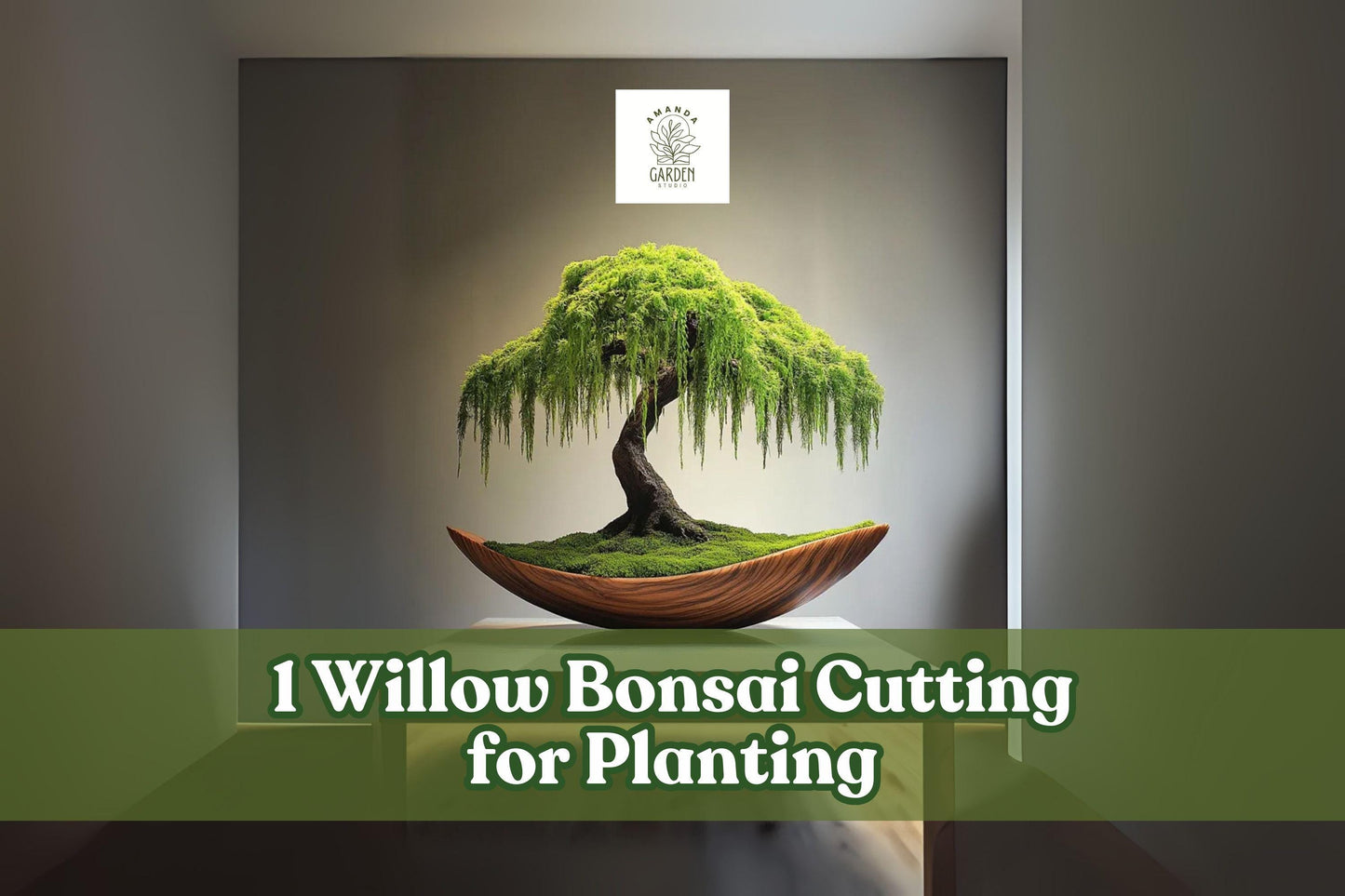 Willow Bonsai Cutting - Unrooted Salix spp. for Propagation, Ornamental Tree, Bare-Root Planting