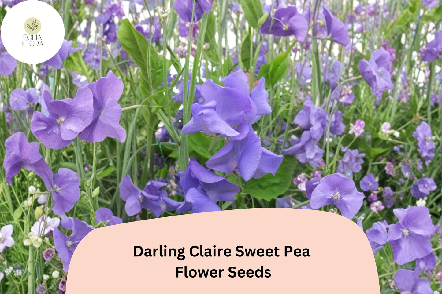 50+ Darling Claire Sweet Pea Seeds | Purple Climbing Flower for Trellis & Garden | Lathyrus odoratus