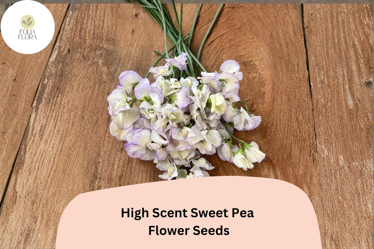 High Scent Sweet Pea Seeds | Pale Lavender Climbing Flowers for Trellis & Garden | Lathyrus odoratus