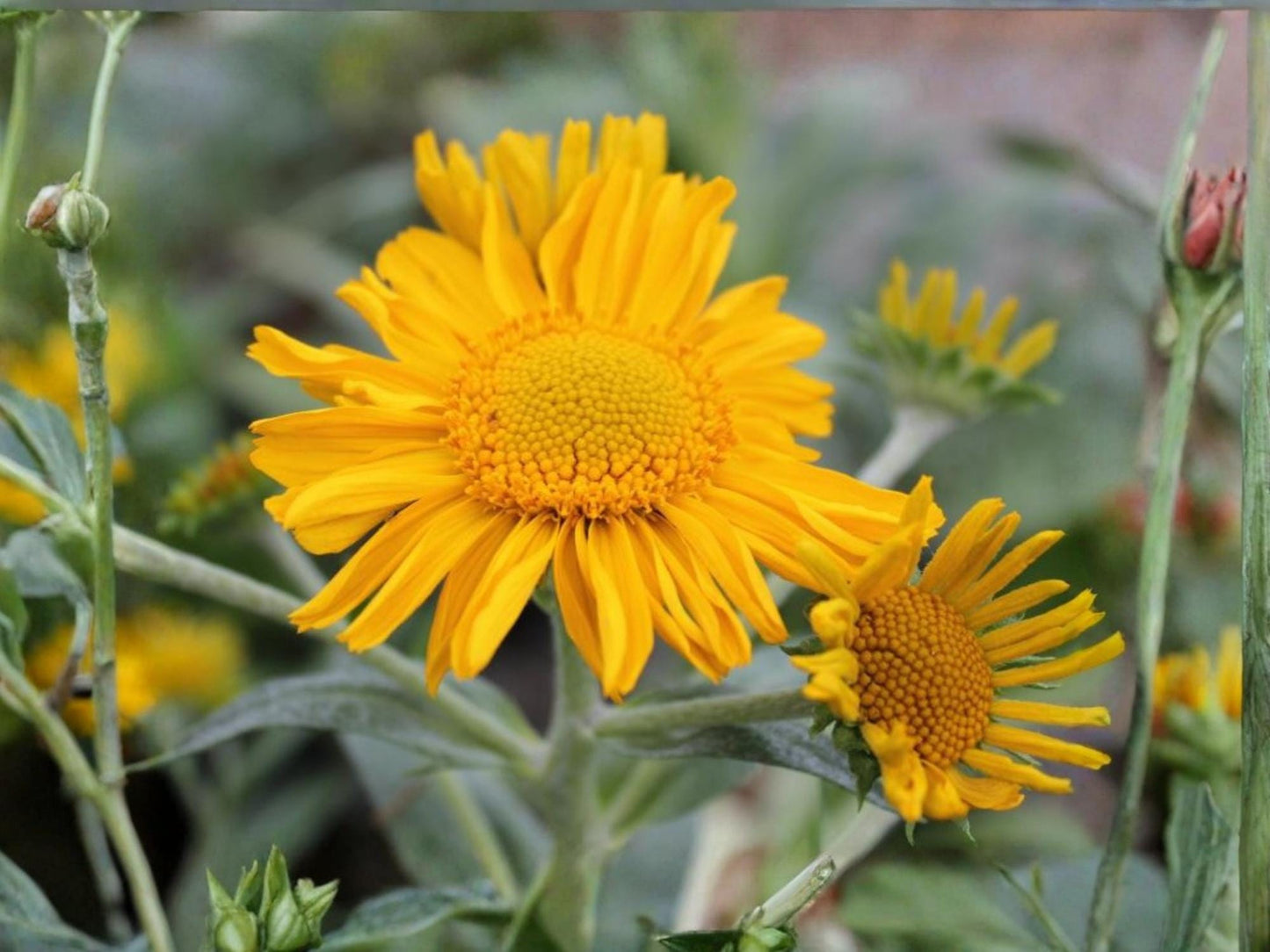 Orange Mountain Daisy Seeds – Hymenoxys hoopesii – Native Alpine Wildflower for Pollinator Gardens – 40 Seeds