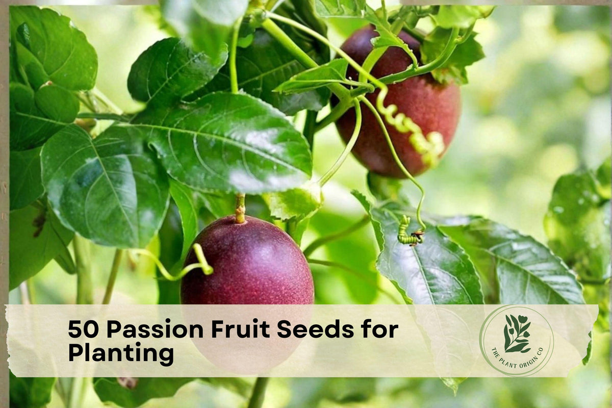 50 Passion Fruit Seeds for Planting - Passiflora edulis Tropical Fruit Vine for Garden, Trellis, Container, Fast-Growing Climber