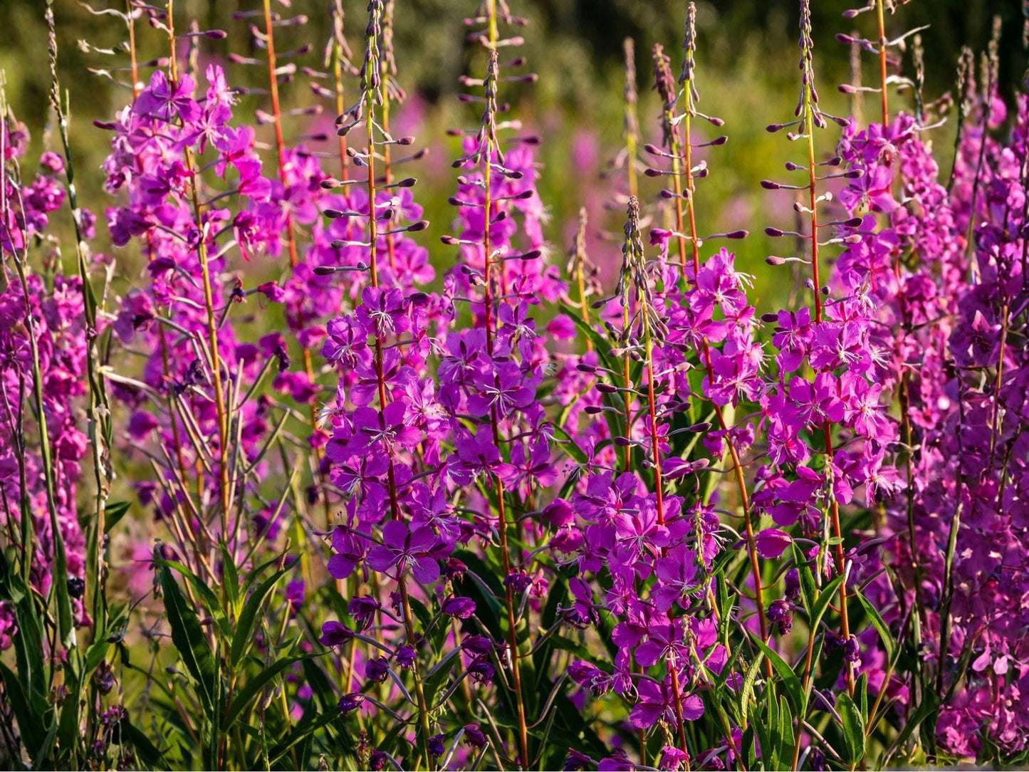 Fireweed Seeds – 100 Seeds – Native Wildflower with Pink-Purple Blooms – Chamaenerion angustifolium Flower Seeds