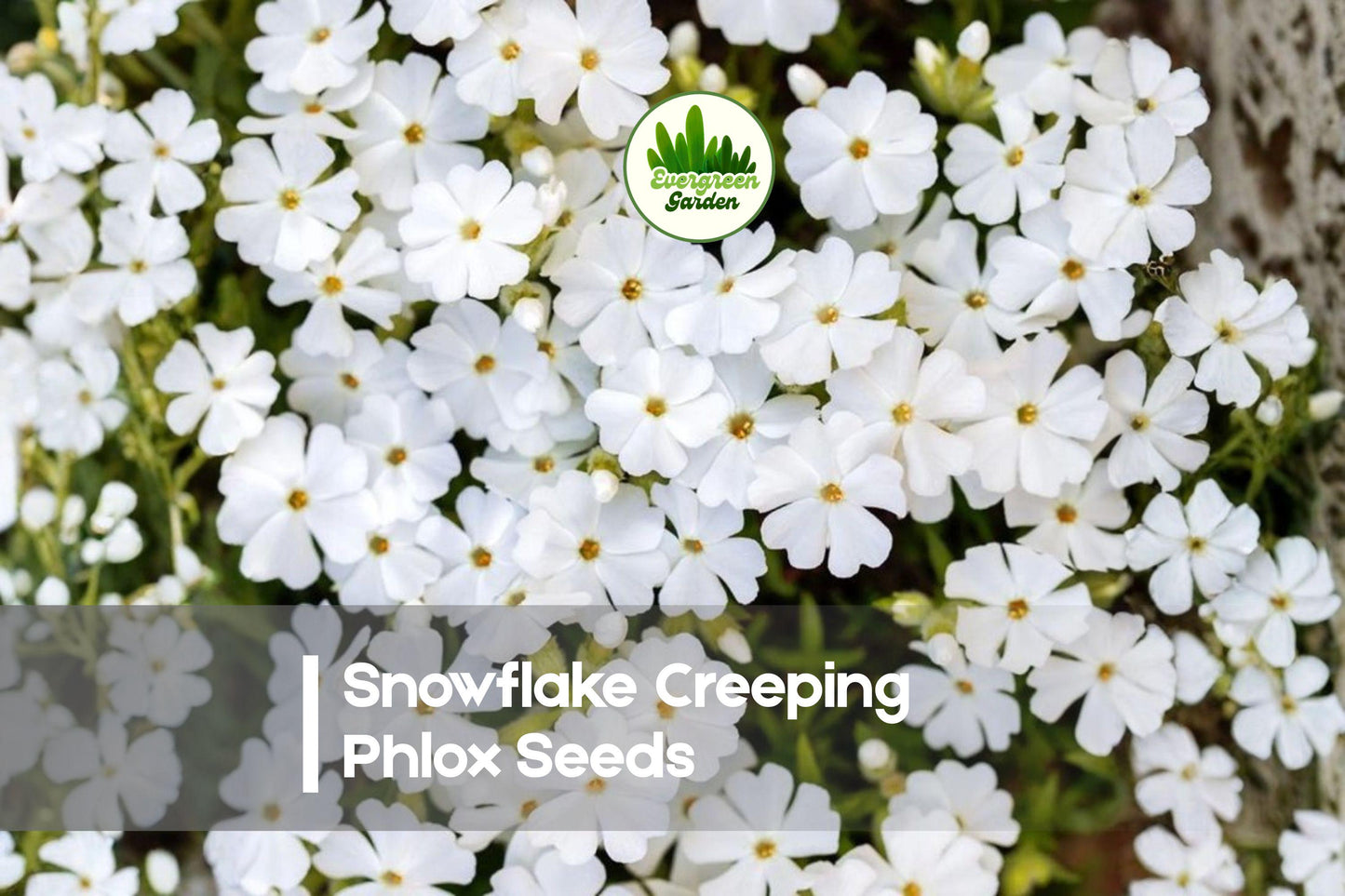 100+ Snowflake Creeping Phlox Seeds | White Groundcover Perennial | Phlox subulata for Borders, Slopes & Rock Gardens