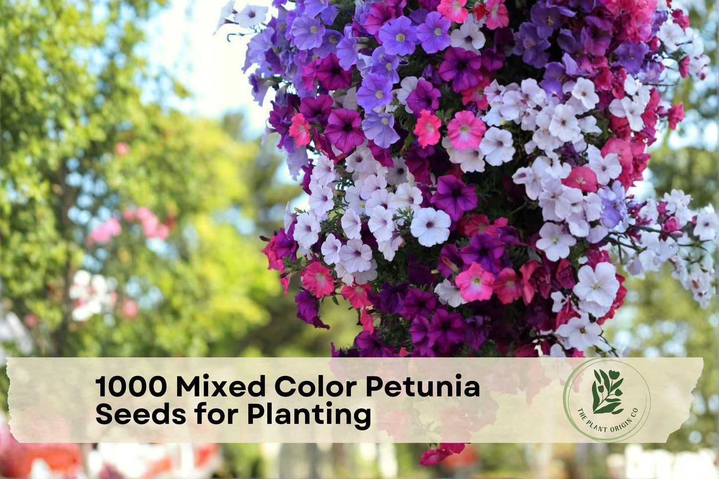 1000 Mixed Color Petunia Seeds for Planting - Annual Flower Seeds for Garden Beds, Borders, Containers, Hanging Baskets, Petunia × hybrida