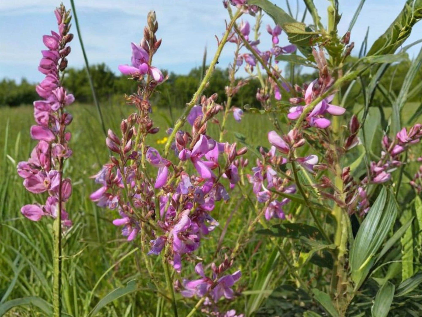 Showy Tick Trefoil Seeds – Native Perennial Legume with Pink Flowers – Desmodium canadense – Pollinator & Soil-Enhancing Plant