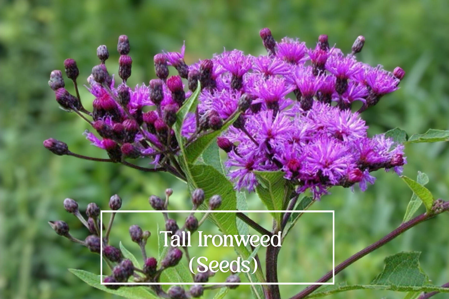 Tall Ironweed Seeds – 100 Count – Vernonia gigantea Native Pollinator Wildflower for Meadows, Rain Gardens, and Native Gardens