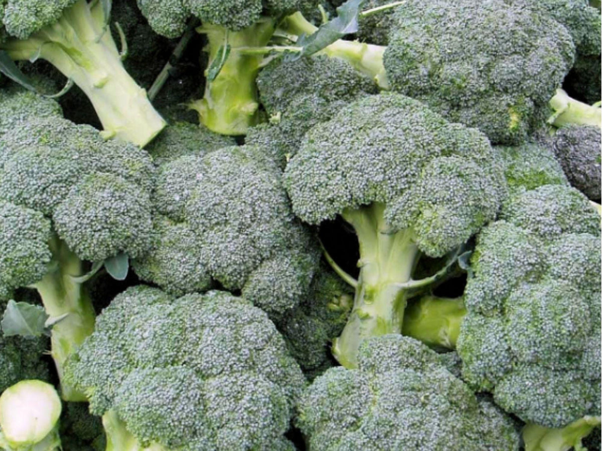 Di Cicco Broccoli Seeds – Italian Heirloom, Non-GMO, Fast-Growing, 500 Pack for Home Gardens, Containers & Microgreens