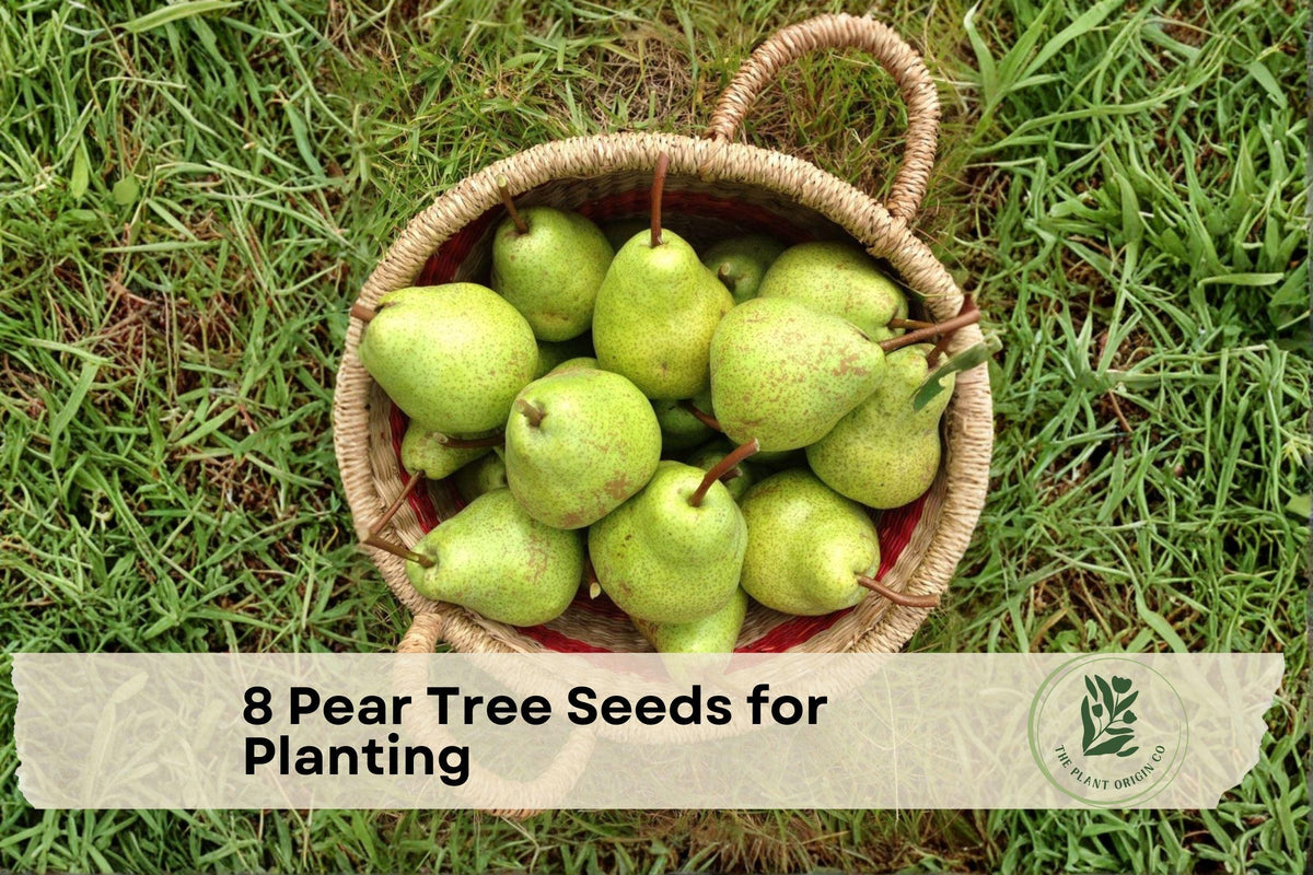 8 Pear Tree Seeds for Planting | Pyrus spp. Deciduous Fruit Tree for Home Garden and Orchard