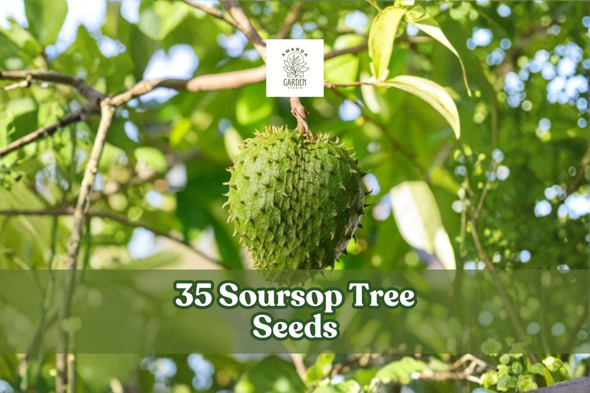 35 Soursop Tree Seeds for Planting Tropical Fruit Tree Annona muricata, Garden or Container Growing