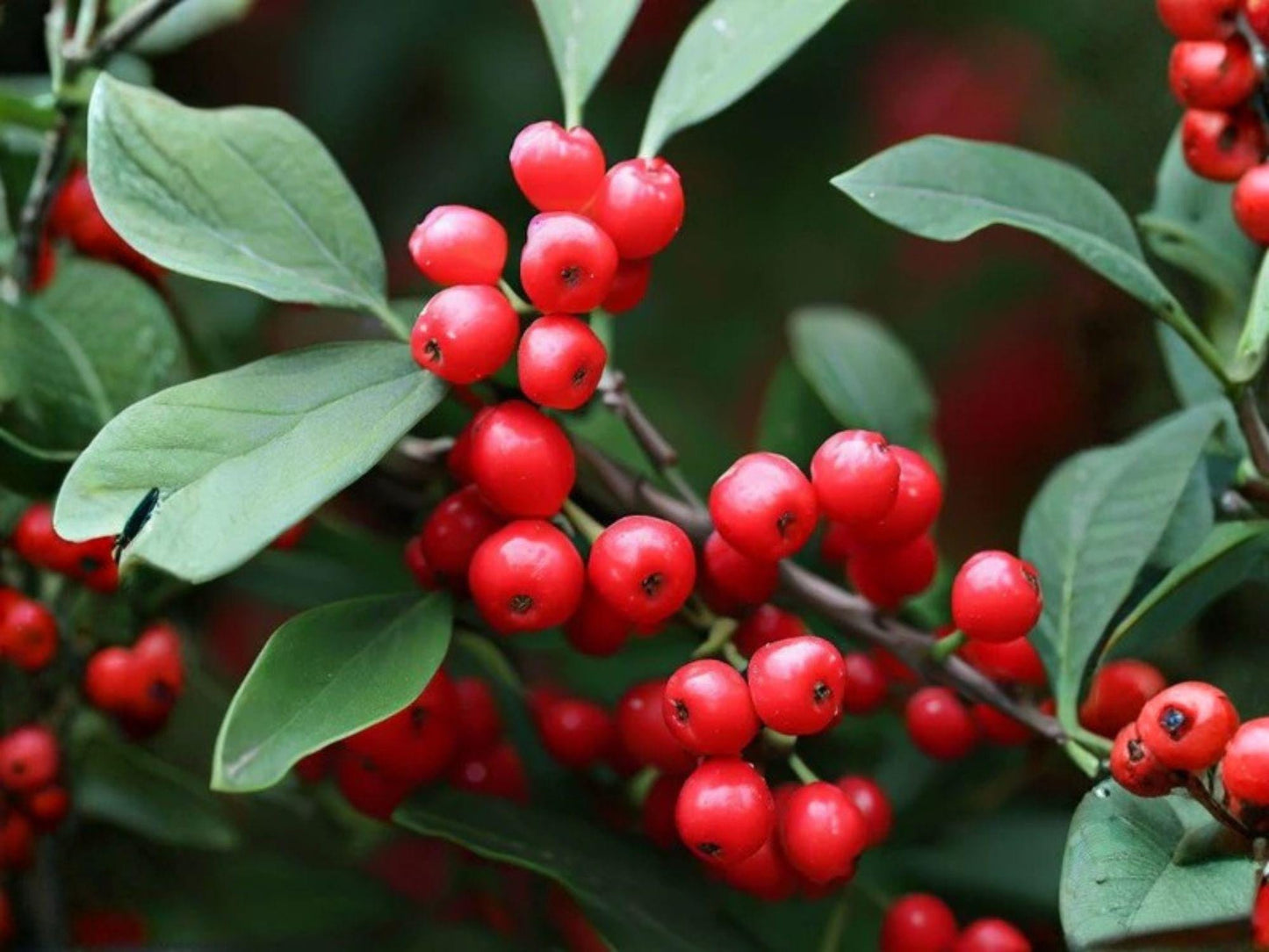 Ilex Montana Seeds – Mountain Holly Tree – 25 Seeds – Native Deciduous Holly for Wildlife & Native Gardens