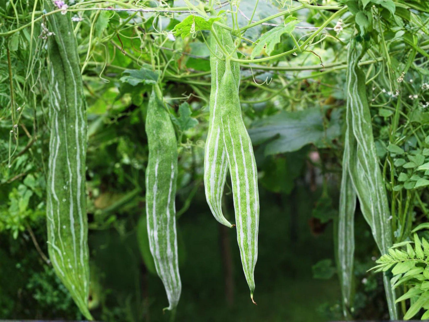 Snake Gourd Vegetable Seeds – 10 Light Green Curved Vining Plant Lagenaria Siceraria for Garden Growth