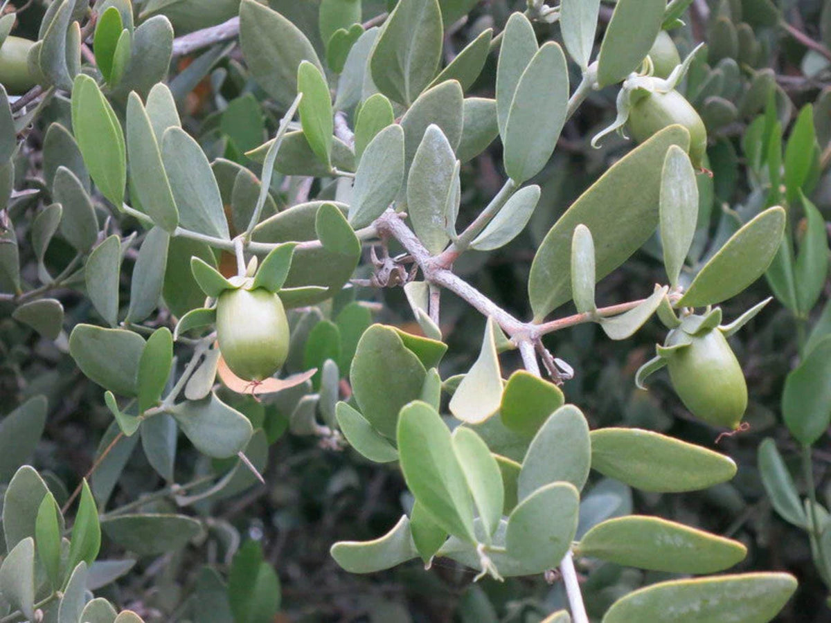 Jojoba Seeds Simmondsia Chinensis Tree for Drought Tolerance, Oil Production, Xeriscaping – 10 Seeds