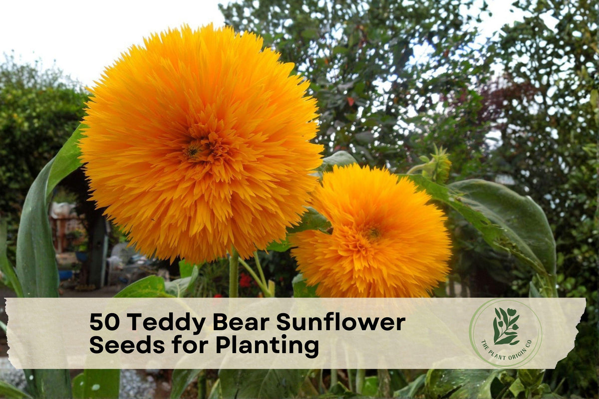 50 Teddy Bear Sunflower Seeds for Planting – Compact, Double Golden Blooms, Heirloom Non-GMO Helianthus annuus