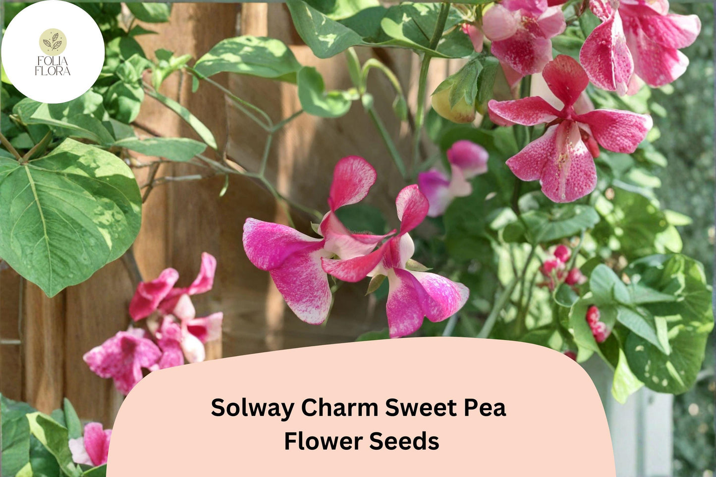 50+ Solway Charm Semi-Dwarf Sweet Pea Seeds | Soft Purple Climbing Flowers for Garden, Containers & Borders | Lathyrus odoratus