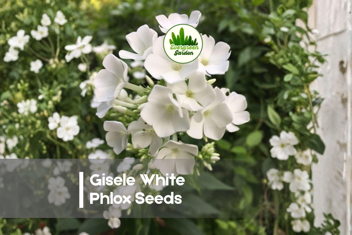 Gisele White Phlox Seeds – Flowering Annual, White Blooms, Compact Growth, Pollinator-Friendly, Phlox drummondii