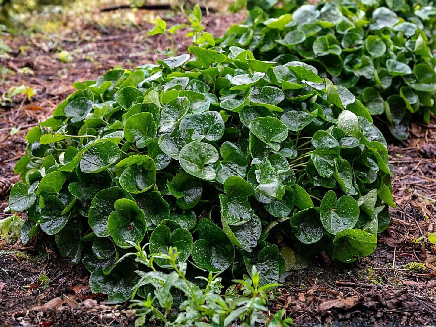 Wild Ginger Seeds – Asarum canadense Native Groundcover – Perennial Shade Plant for Woodland Gardens