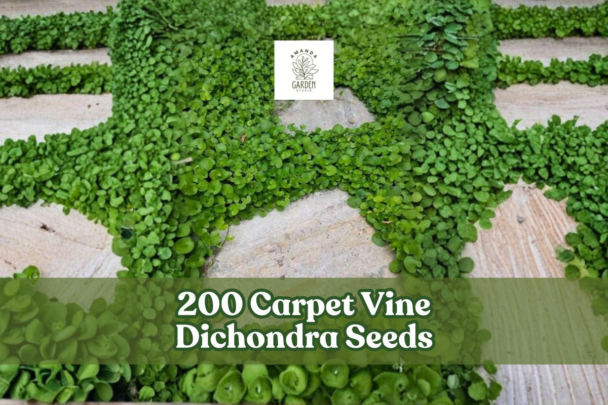 200 Carpet Vine Dichondra Seeds for Ground Cover, Spreading Plant, Garden & Landscape, Dichondra spp.