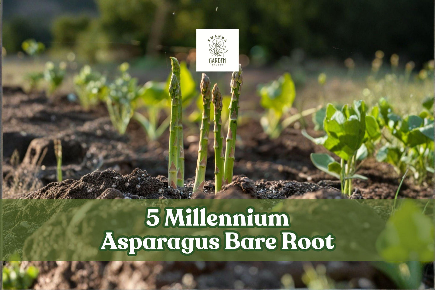 5 Millennium Asparagus Bare Root Crowns - Vegetable Plant, Perennial, Asparagus officinalis, Outdoor Garden Cultivation