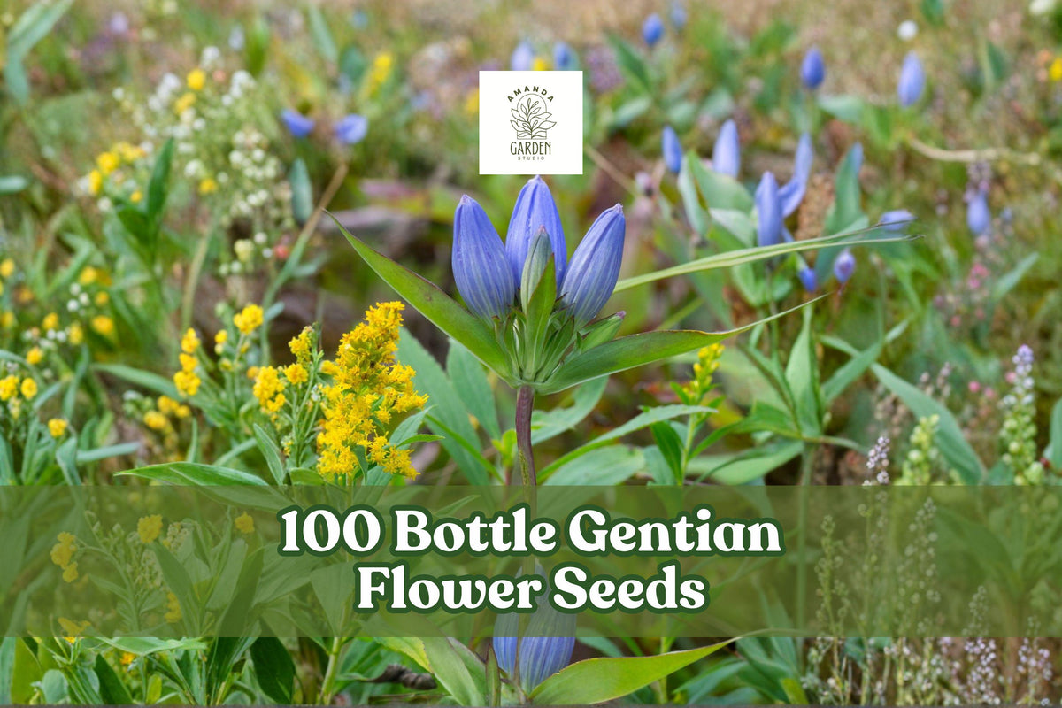 100 Bottle Gentian Flower Seeds – Native Perennial, Blue, Gentiana andrewsii, Pollinator-Friendly, Meadow & Native Garden Seeds