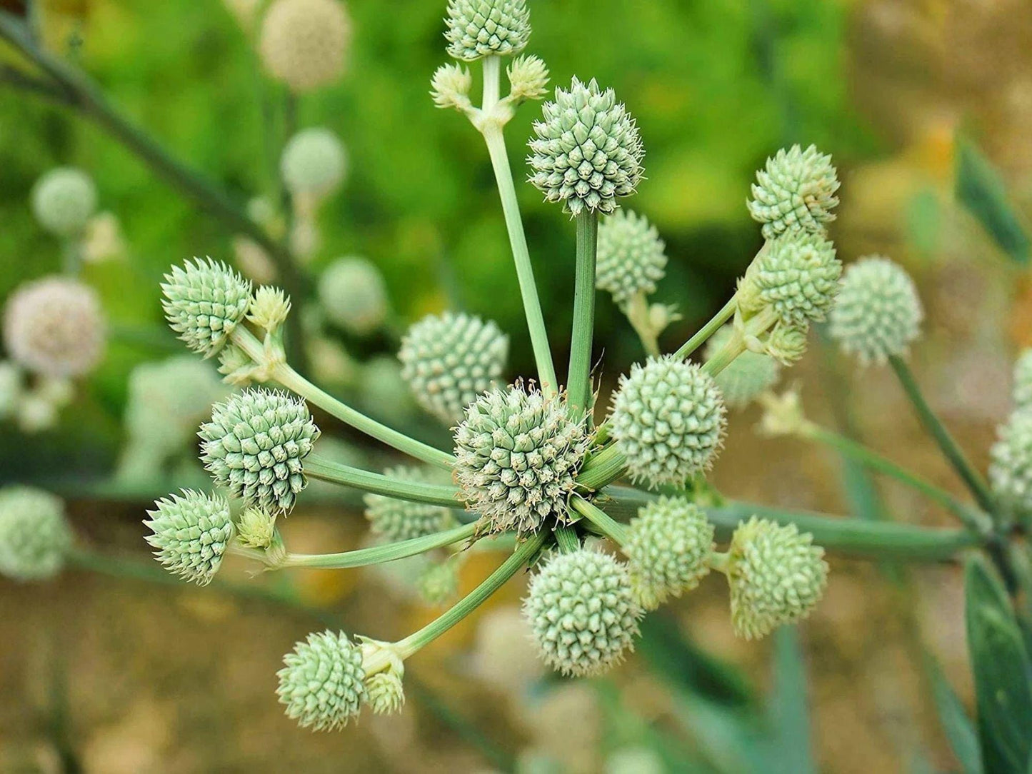 Eryngium yuccifolium Seeds – Rattlesnake Master Flower – Native Prairie Pollinator Plant – 100 Seeds